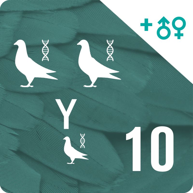 Pack of 10 DNA profiling and parentage testing (3 pigeons)