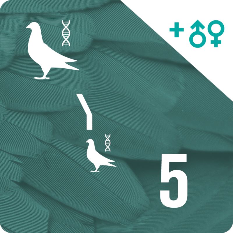 Pack of 5 DNA profiling and parentage testing (2 pigeons)