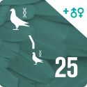 Pack of 25 DNA profiling and parentage testing (2 pigeons)