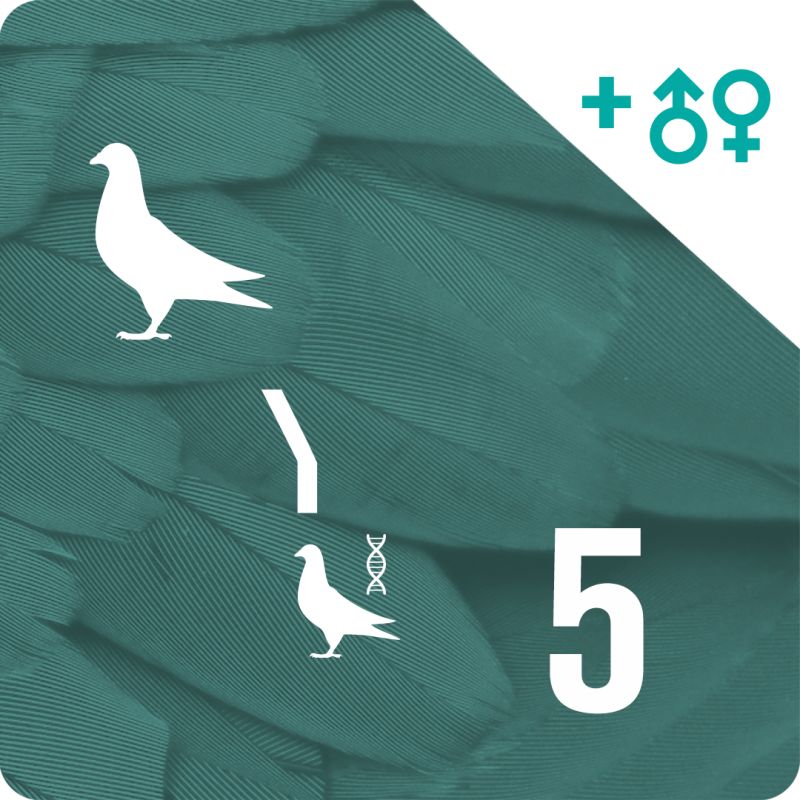 Pack of 5 DNA profiling and parentage testing (1 pigeon)