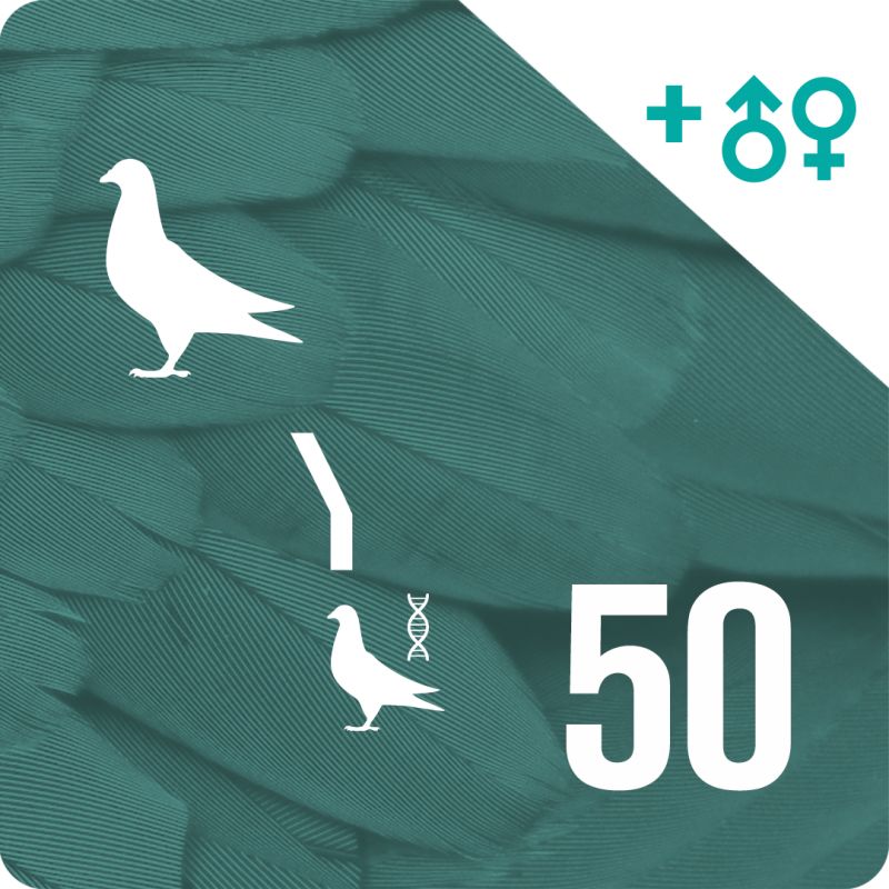 Pack of 50 DNA profiling and parentage testing (1 pigeon)