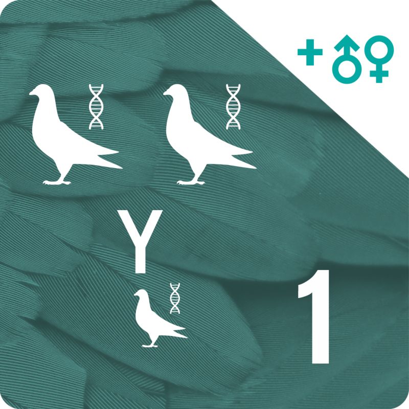 DNA profiling and parentage testing (3 pigeons)