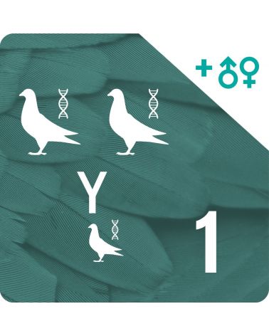 DNA profiling and parentage testing (3 pigeons)