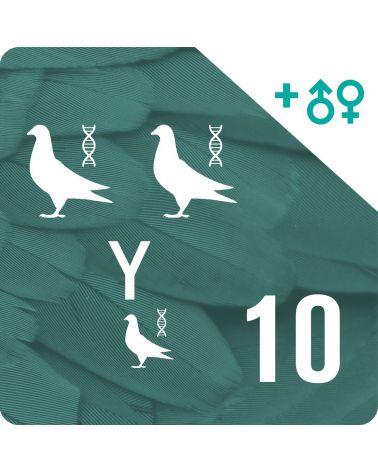 Pack de 10 Genotipado y paternidad (3 palomas)
