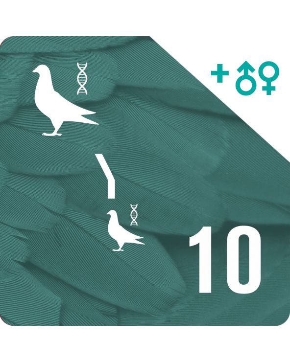Pack of 10 DNA profiling and parentage testing (2 pigeons)