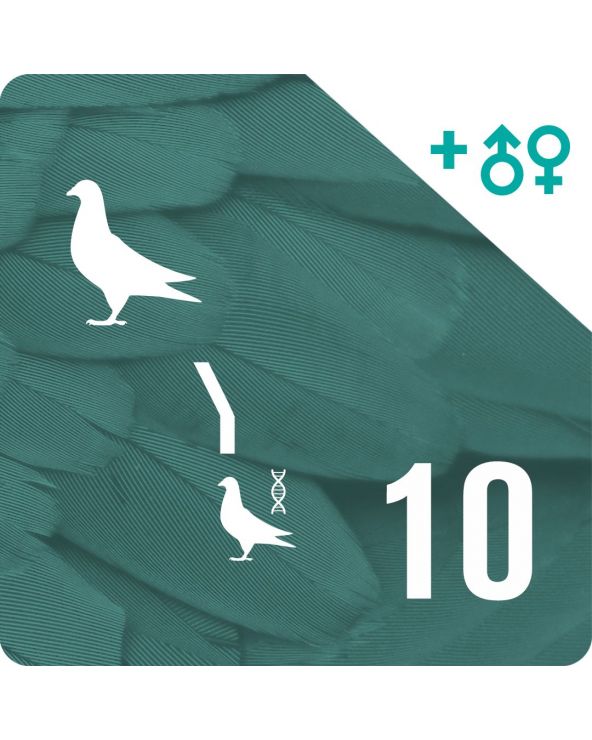 Pack of 10 DNA profiling and parentage testing (1 pigeon)