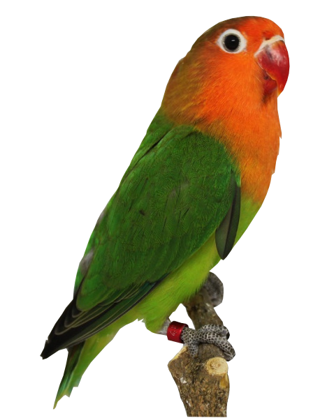 Image result for bird agarponis