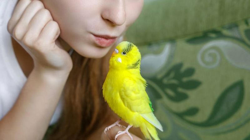 6 Tips for having a Bird as a Pet 