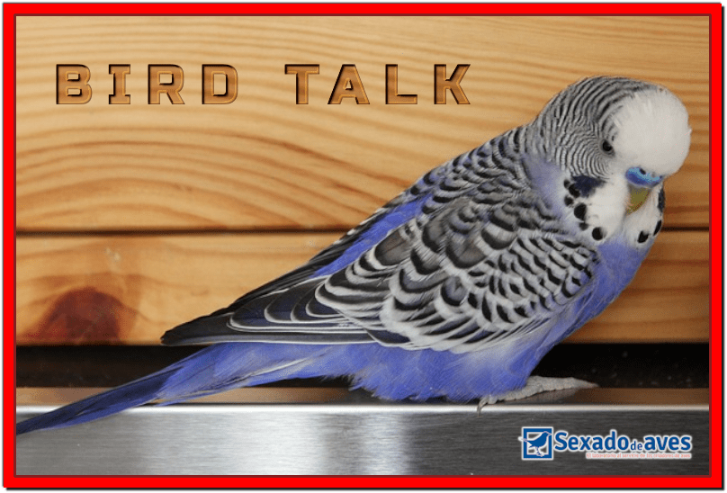 BIRD TALK