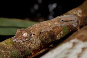 Giant leaf-tailed gecko, Uroplatus fimbriatus, Nosy Mangabe park reserve, Madagascar. Gecko hanged on tree. Endemic animal, Madagascar wildlife