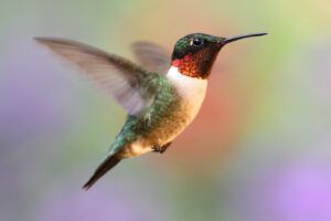 Male Ruby-throated Hummingbird (archilochus colubris) in flight with a colorful background