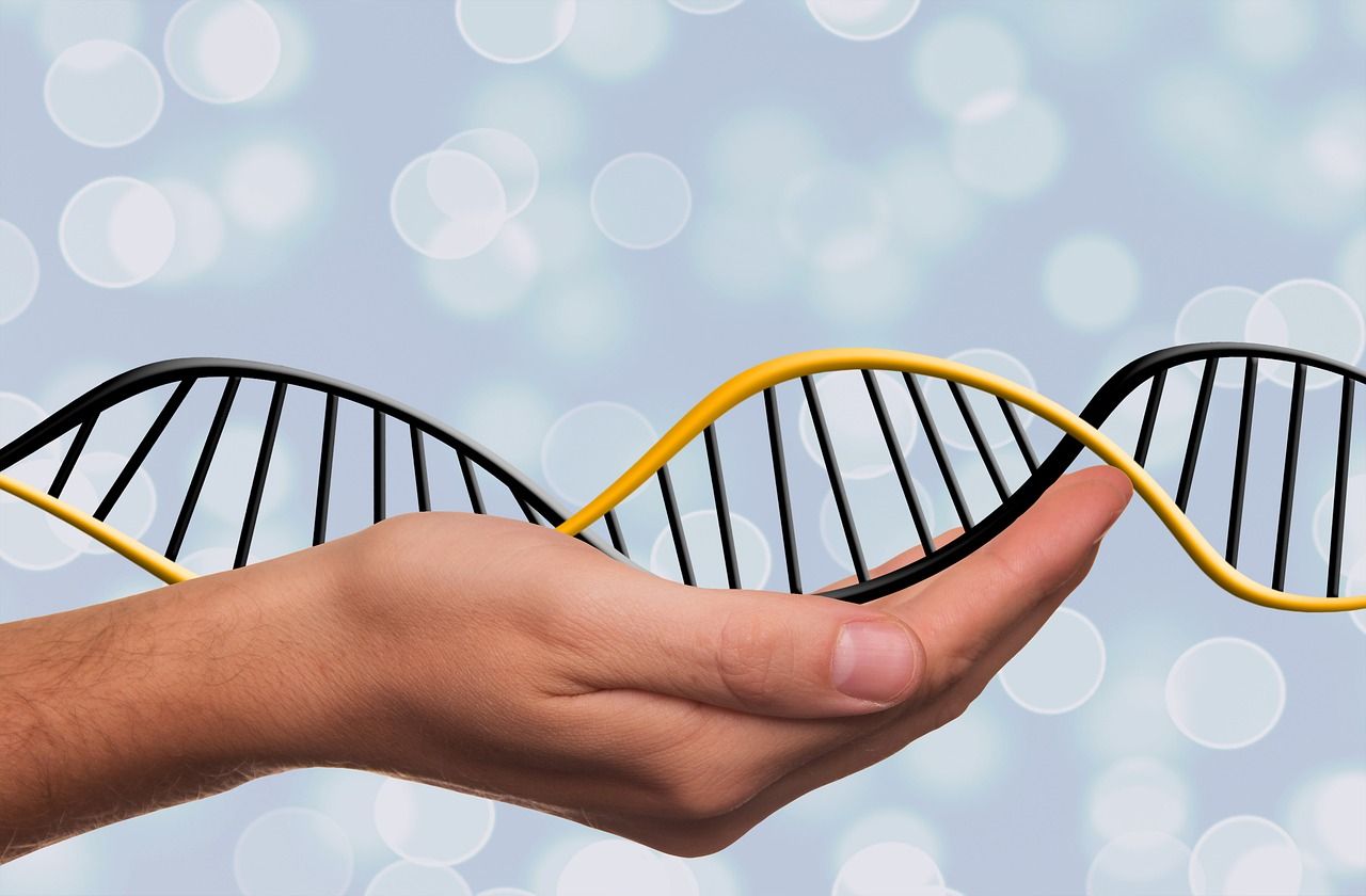 Qué es el Sexado EXPRESS por ADN y para qué sirve